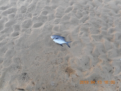 Trachinotus marginatus