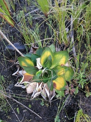 Hermas ciliata