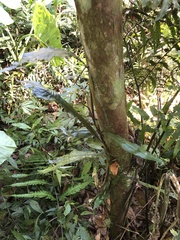 Leptochilus wrightii