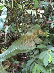 Leptochilus wrightii