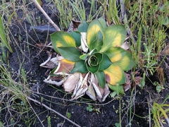 Hermas ciliata