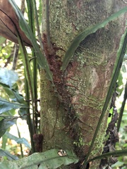 Leptochilus wrightii