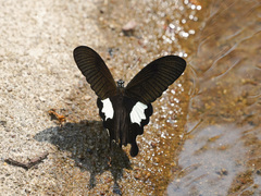 Papilio nephelus