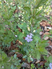 Dyschoriste oblongifolia