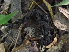 Necrophila americana