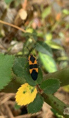 Oncopeltus fasciatus
