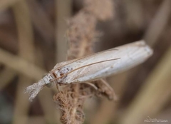 Agriphila straminella