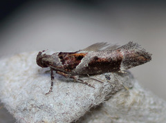 Pseudochelaria scabrella