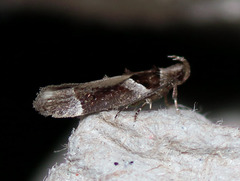 Pseudochelaria scabrella