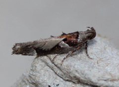 Pseudochelaria scabrella