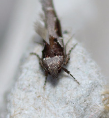 Pseudochelaria scabrella