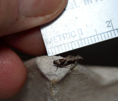 Pseudochelaria scabrella