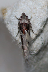 Pseudochelaria scabrella