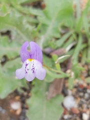 Linaria algarviana