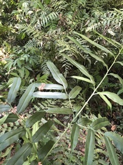 Coniogramme intermedia