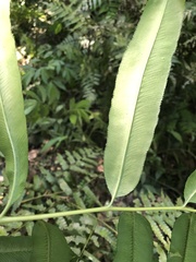 Coniogramme intermedia