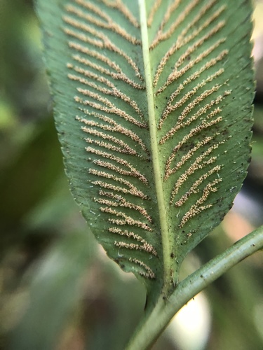 Image of Coniogramme intermedia by (c) Cheng-Tao Lin, some rights reserved (CC BY)