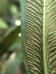 Coniogramme intermedia