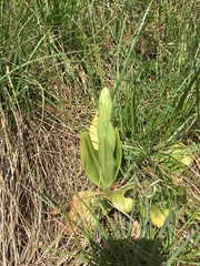 Himantoglossum hircinum