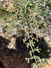 Ceanothus roderickii