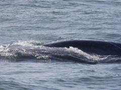 Eschrichtius robustus