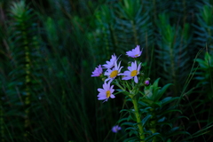 Senecio speciosissimus