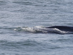 Eschrichtius robustus