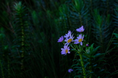 Senecio speciosissimus
