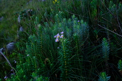 Senecio speciosissimus