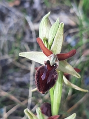 Ophrys exaltata arachnitiformis