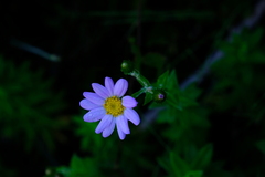 Senecio speciosissimus