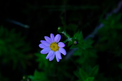 Senecio speciosissimus