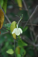 Ecbolium humbertii