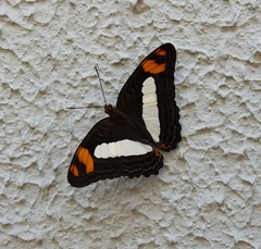Adelpha naxia