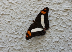 Adelpha naxia