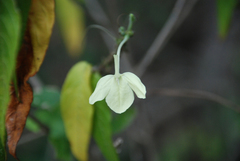 Ecbolium humbertii