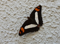 Adelpha naxia