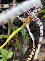 Maxillaria speciosa