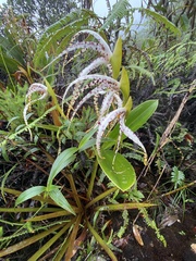 Maxillaria speciosa
