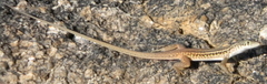 Pedioplanis undata