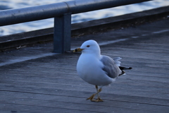 Larus delawarensis