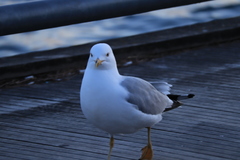 Larus delawarensis