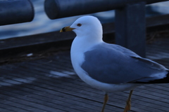 Larus delawarensis