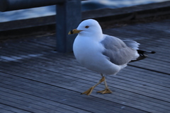 Larus delawarensis