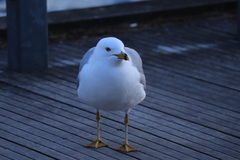 Larus delawarensis