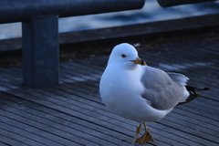 Larus delawarensis