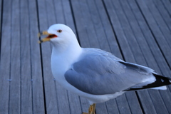 Larus delawarensis