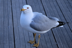 Larus delawarensis