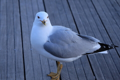 Larus delawarensis