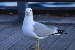 Larus delawarensis